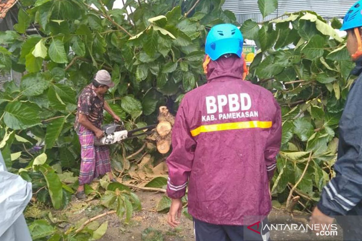 Angin kencang robohkan pepohonan di Pamekasan