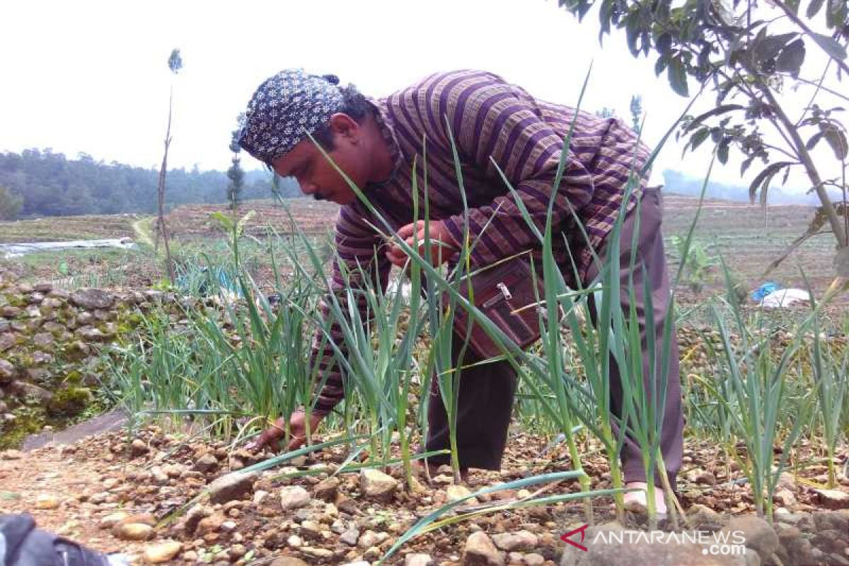 Petani Sumbing tanam tembakau sistem tumpang sari