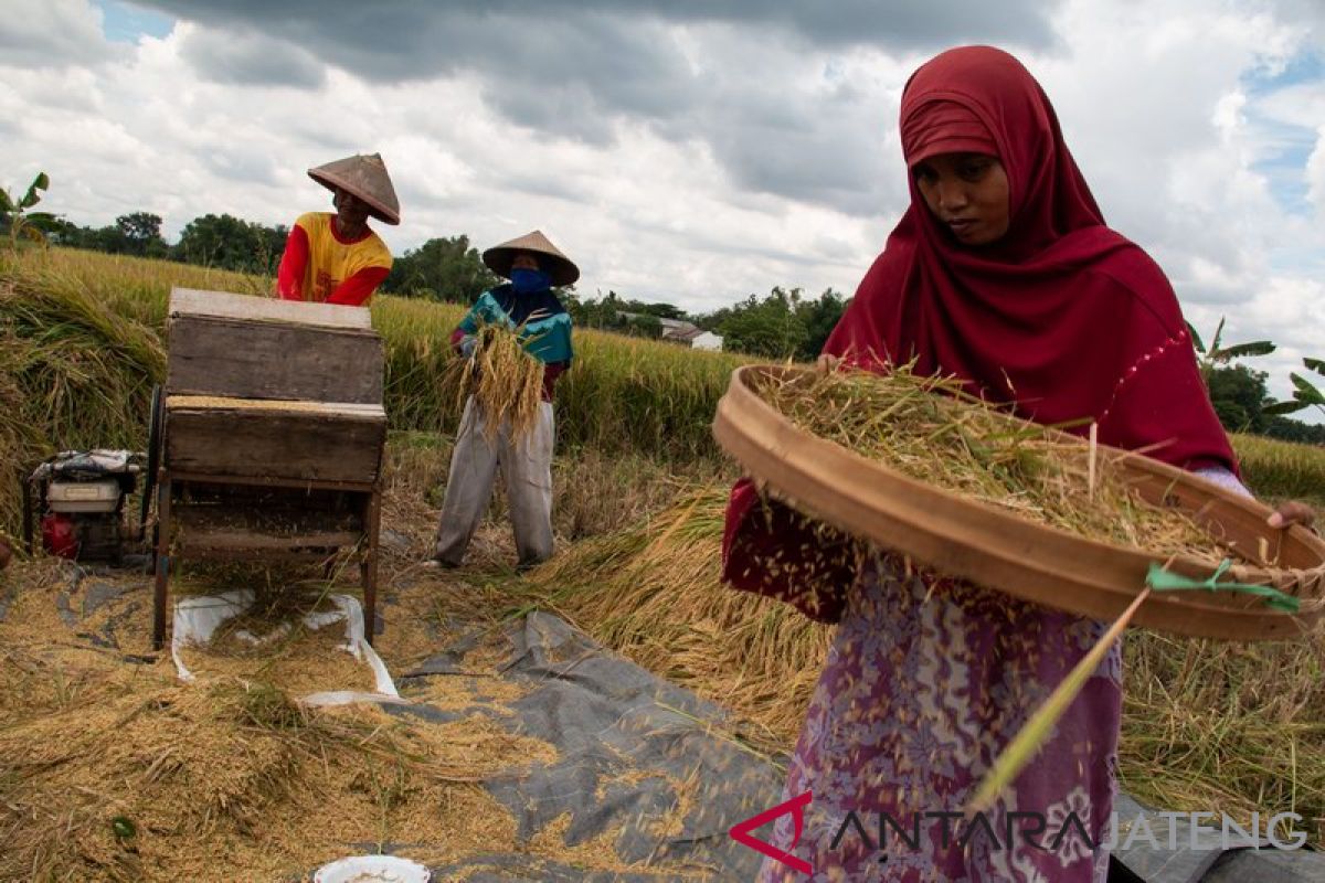 Nilai Tukar Petani di Maluku turun 0,18 persen