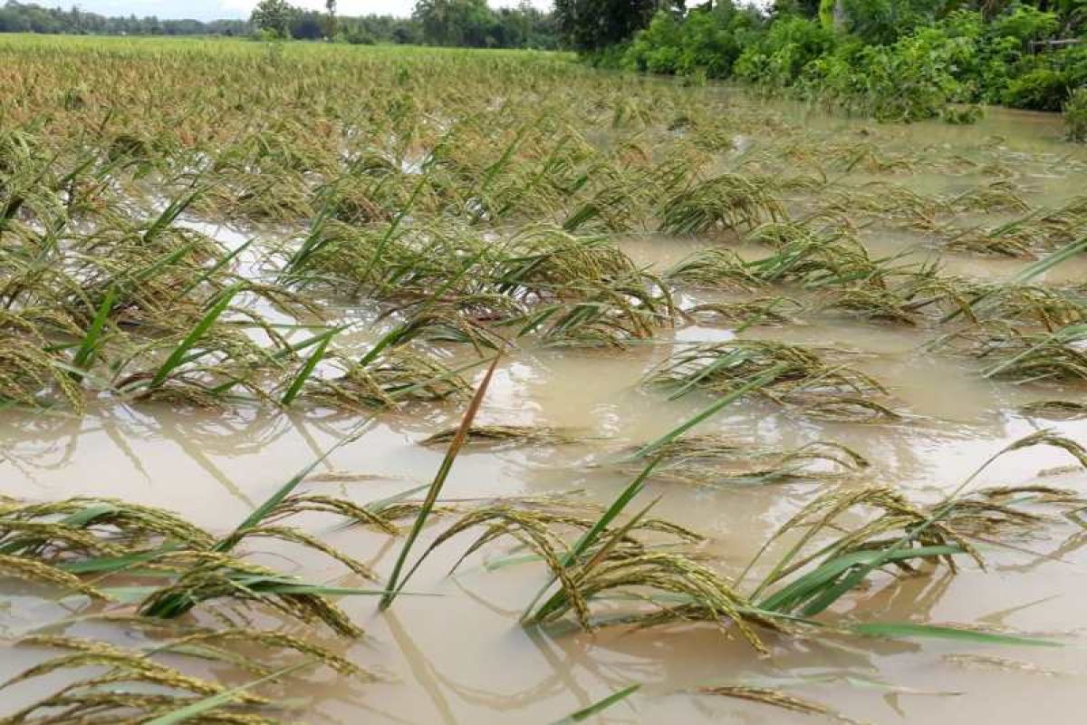 1.874 hektare tanaman padi di Purworejo terendam banjir