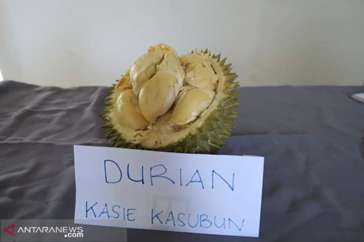 Kementan RI teliti durian varietas lokal Rejang Lebong