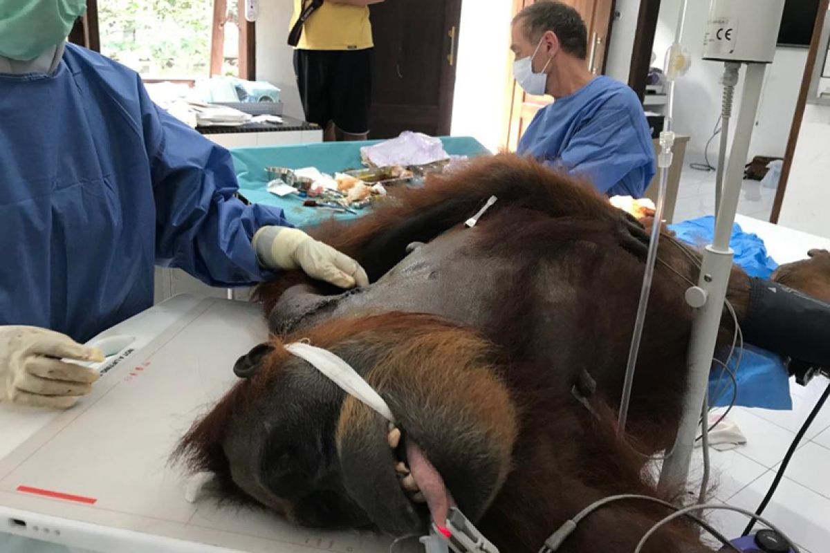 Orang utan dengan puluhan peluru di tubuh jalani operasi tulang