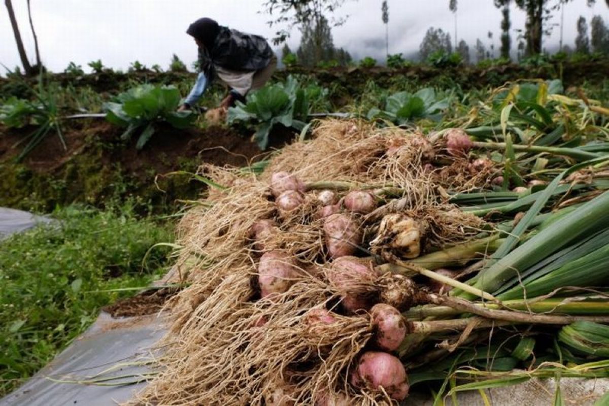 Ketersediaan bawang putih di Piru menipis