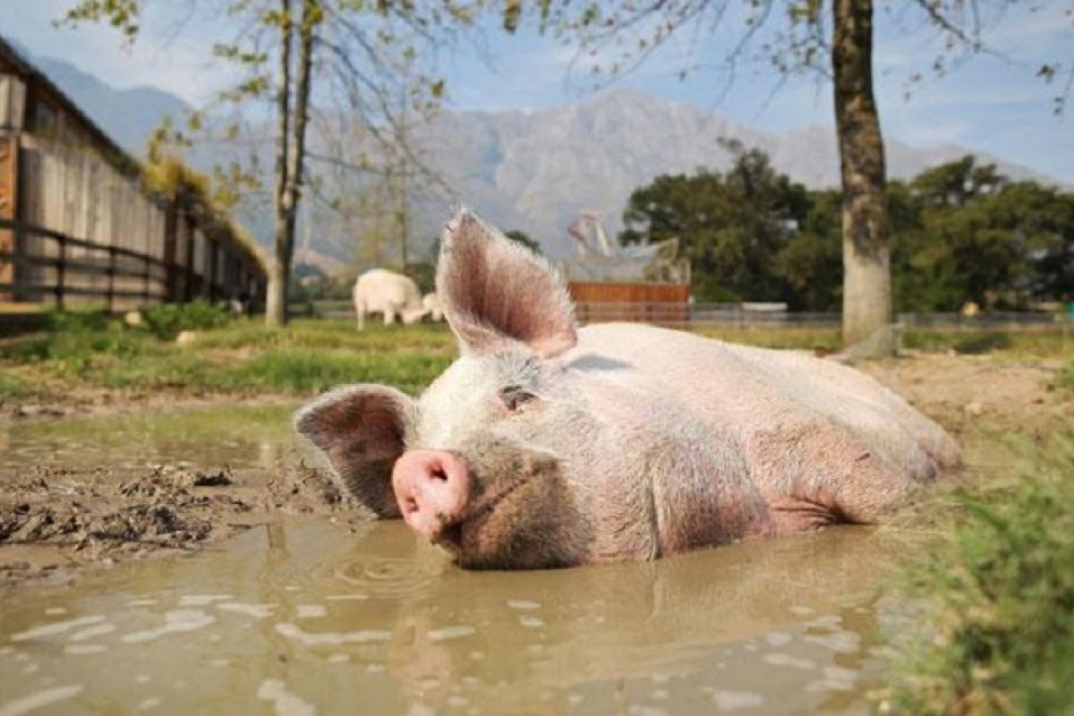Laos benarkan kasus flu babi  Afrika