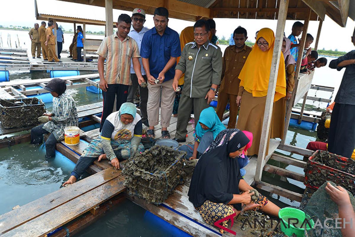 Pemkot Banda Aceh akan intensifkan budi daya tiram modern