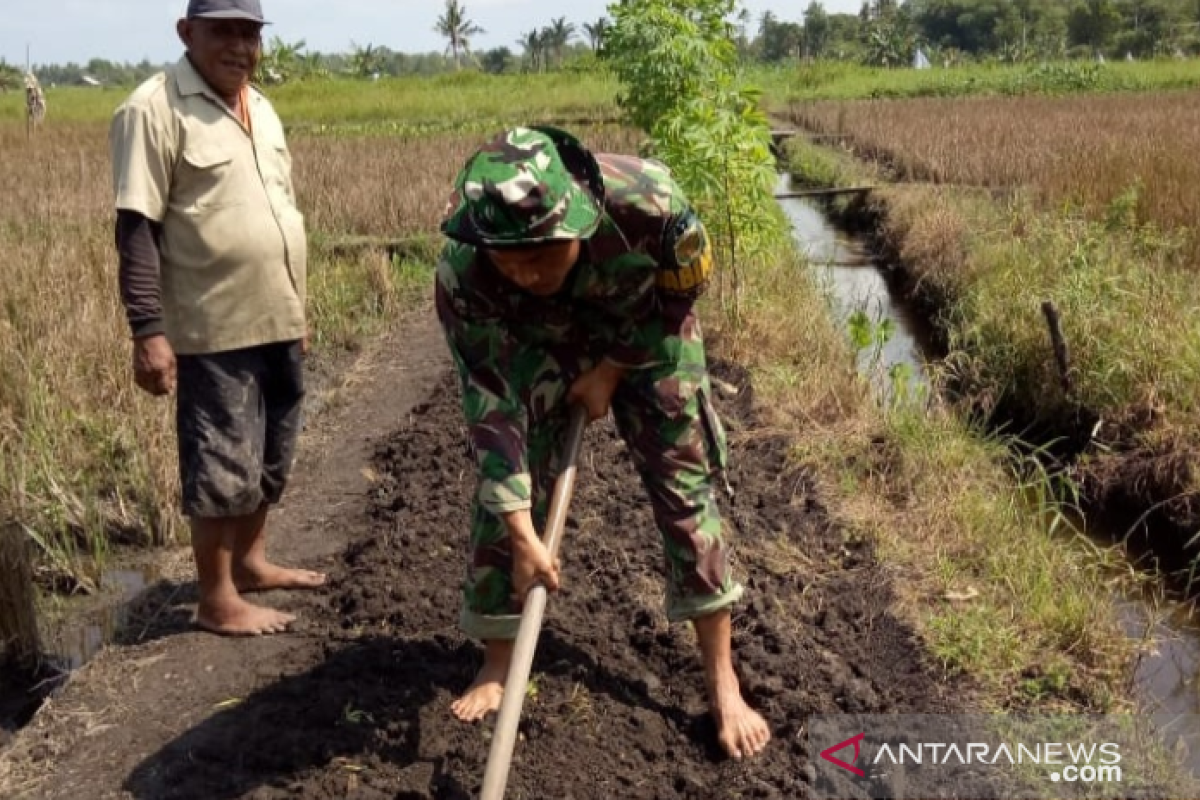 TNI bantu petani Belitung tanami padi 10 hektare