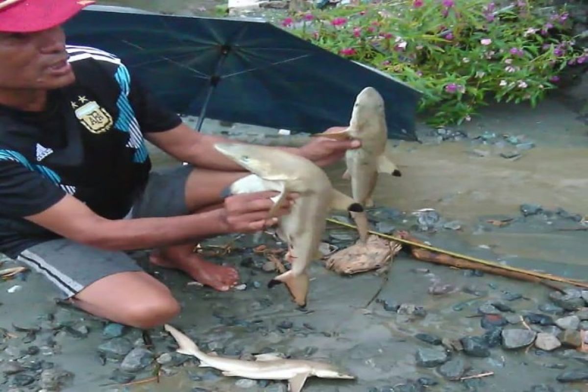 Ikan Hiu Muncul Pascabanjir Sentani Papua