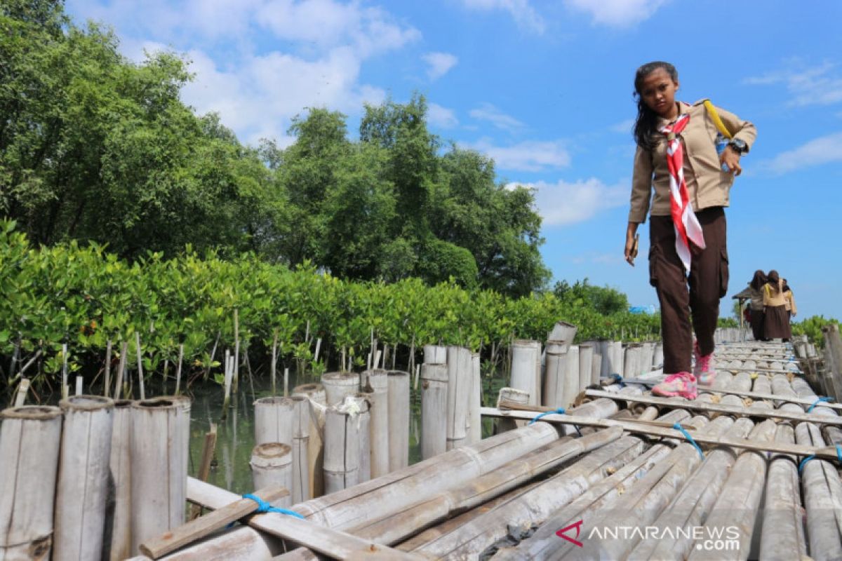 Mangrove Muara Angke bertambah jadi 32 ribu dalam 10 tahun