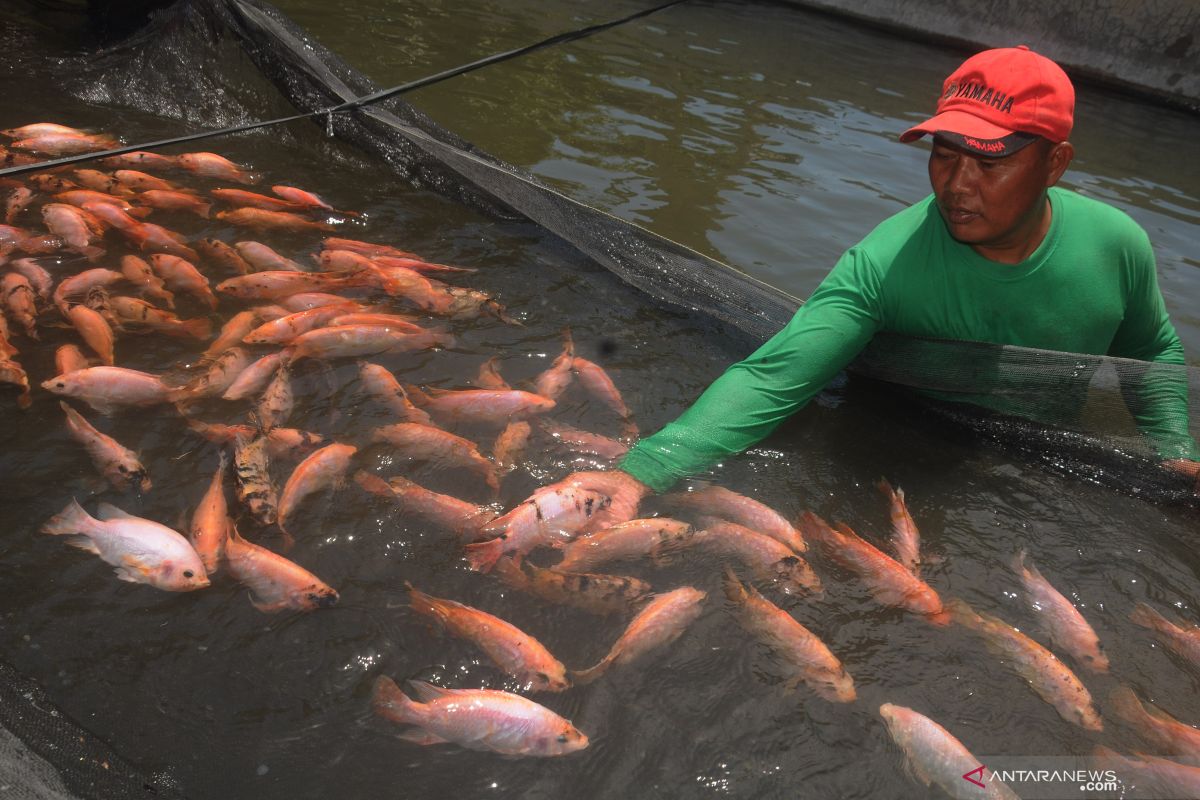 Babinsa Musirawas budidayakan ikan nila dan  lele