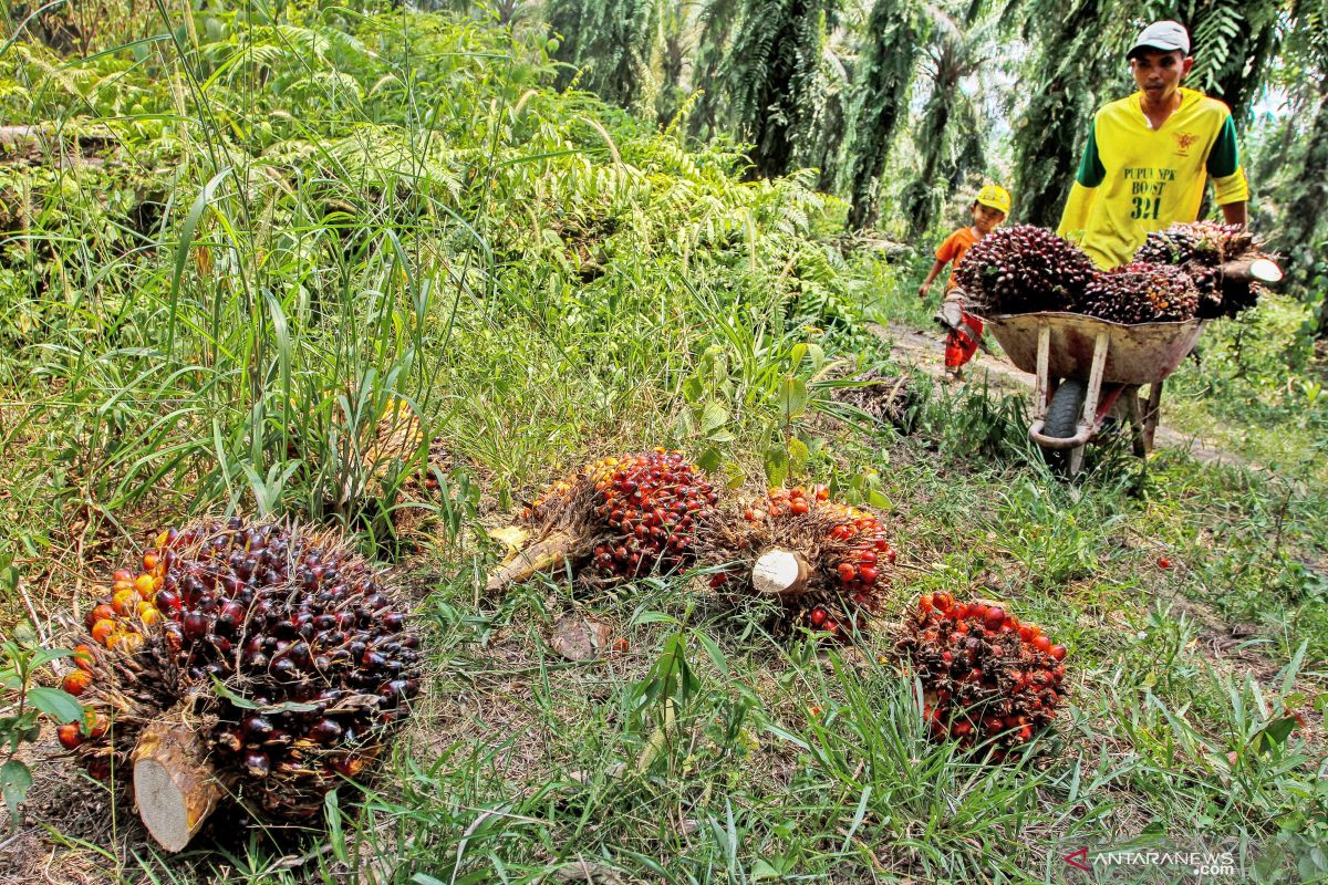 Harga TBS kelapa sawit di tingkat petani di Labusel masih rendah