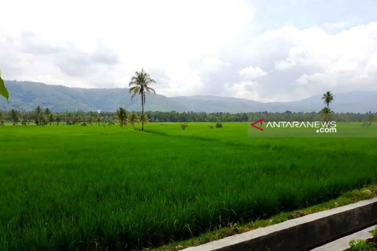 Indeks pertanaman padi sawah di Tapsel meningkat tiga tahun terakhir