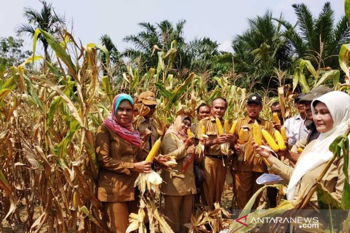 Dinas pertanian Tapsel - BPS lakukan pengubinan produksi jagung