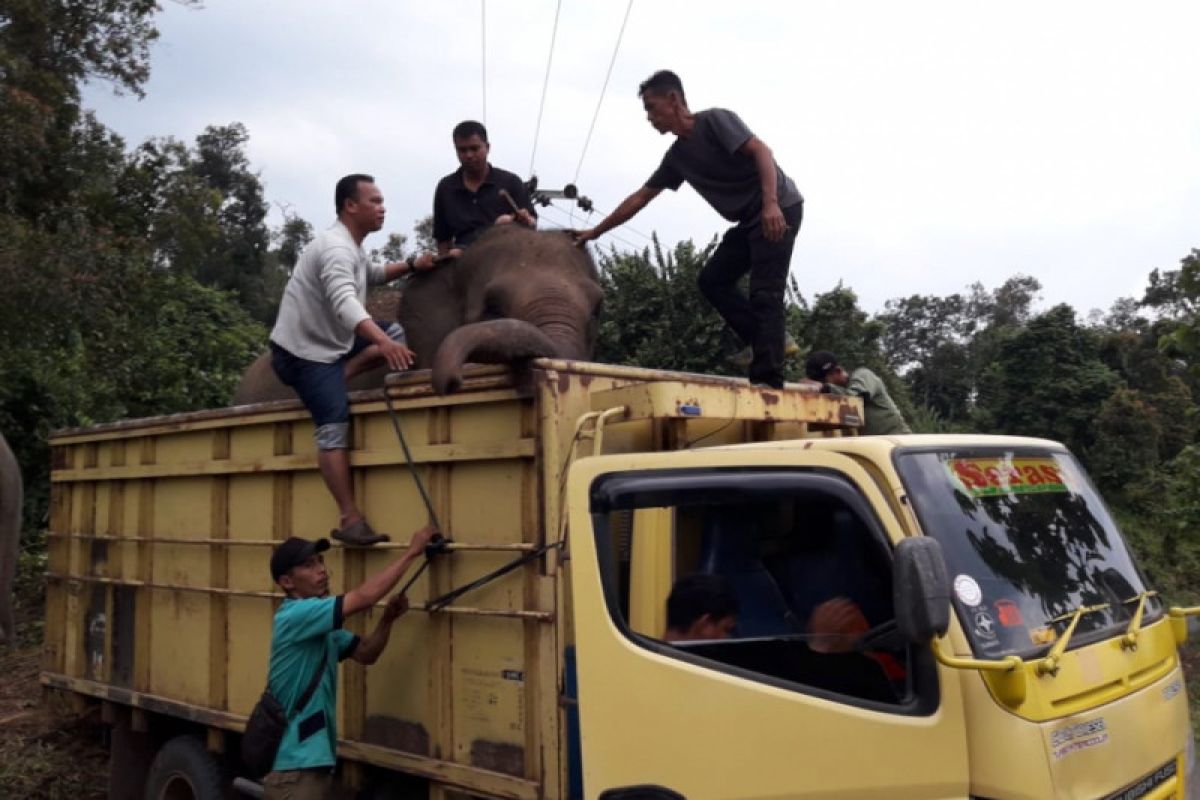 Delapan gajah di hutan konservasi terpaksa dievakuasi