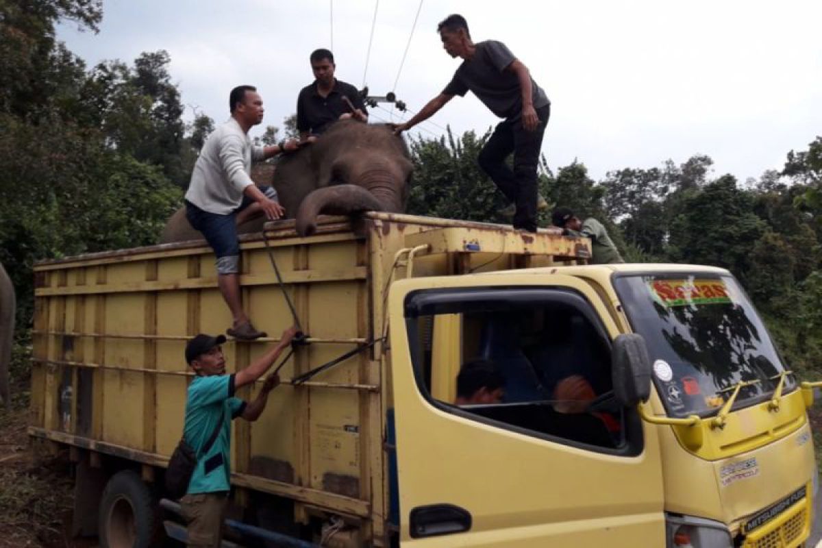 Konflik lahan makin meruncing, delapan gajah di Lahat terpaksa dievakuasi