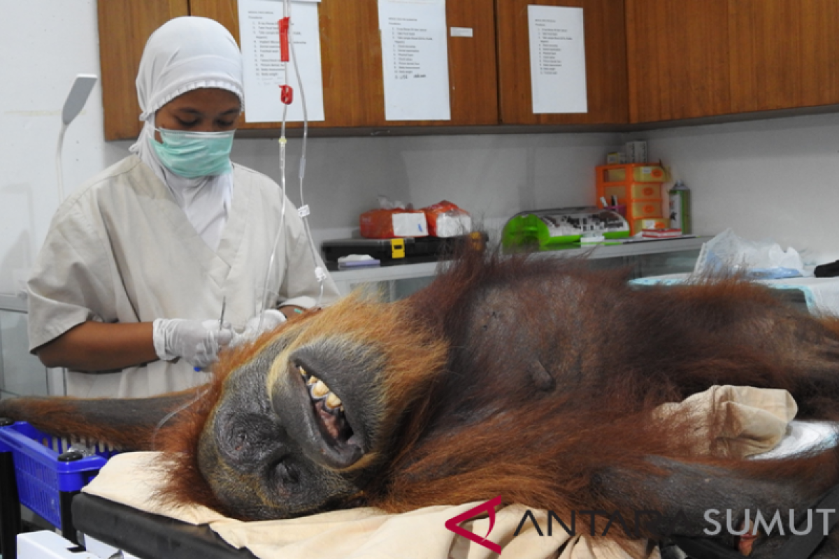 Tim SOCP selesai mengoperasi bahu orangutan Hope