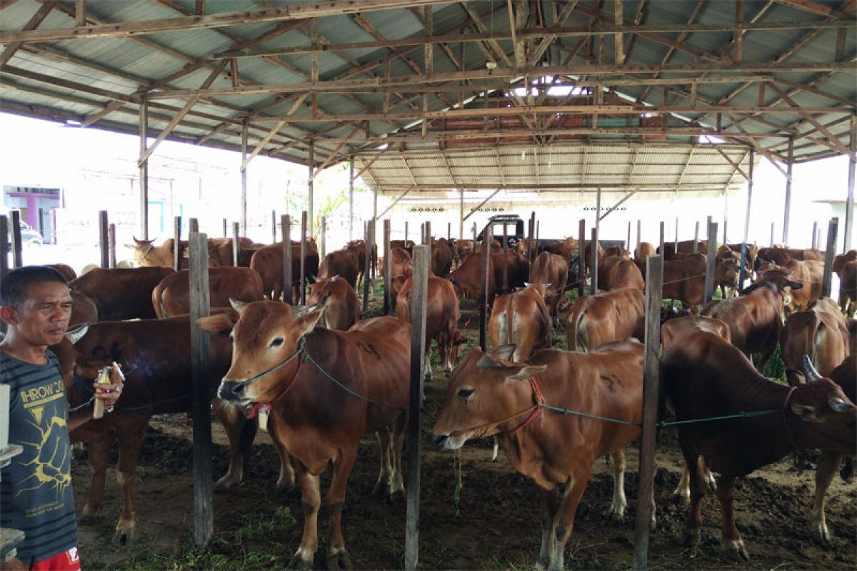 Impor daging sapi ancam keberlangsungan peternak lokal