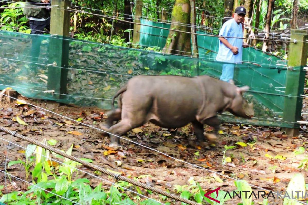 Lepasliar Badak Ke Suaka Badak Kelian