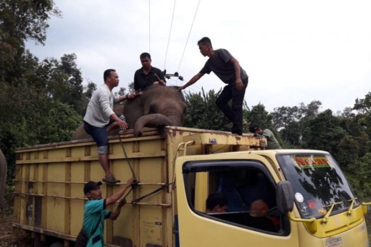 Hindari konflik, delapan gajah di hutan konservasi Lahat terpaksa dievakuasi