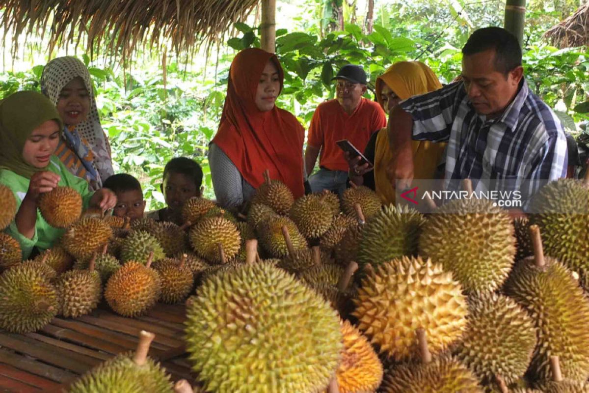 Kampung durian Desa Pakis Jember jadi destinasi agrowisata baru