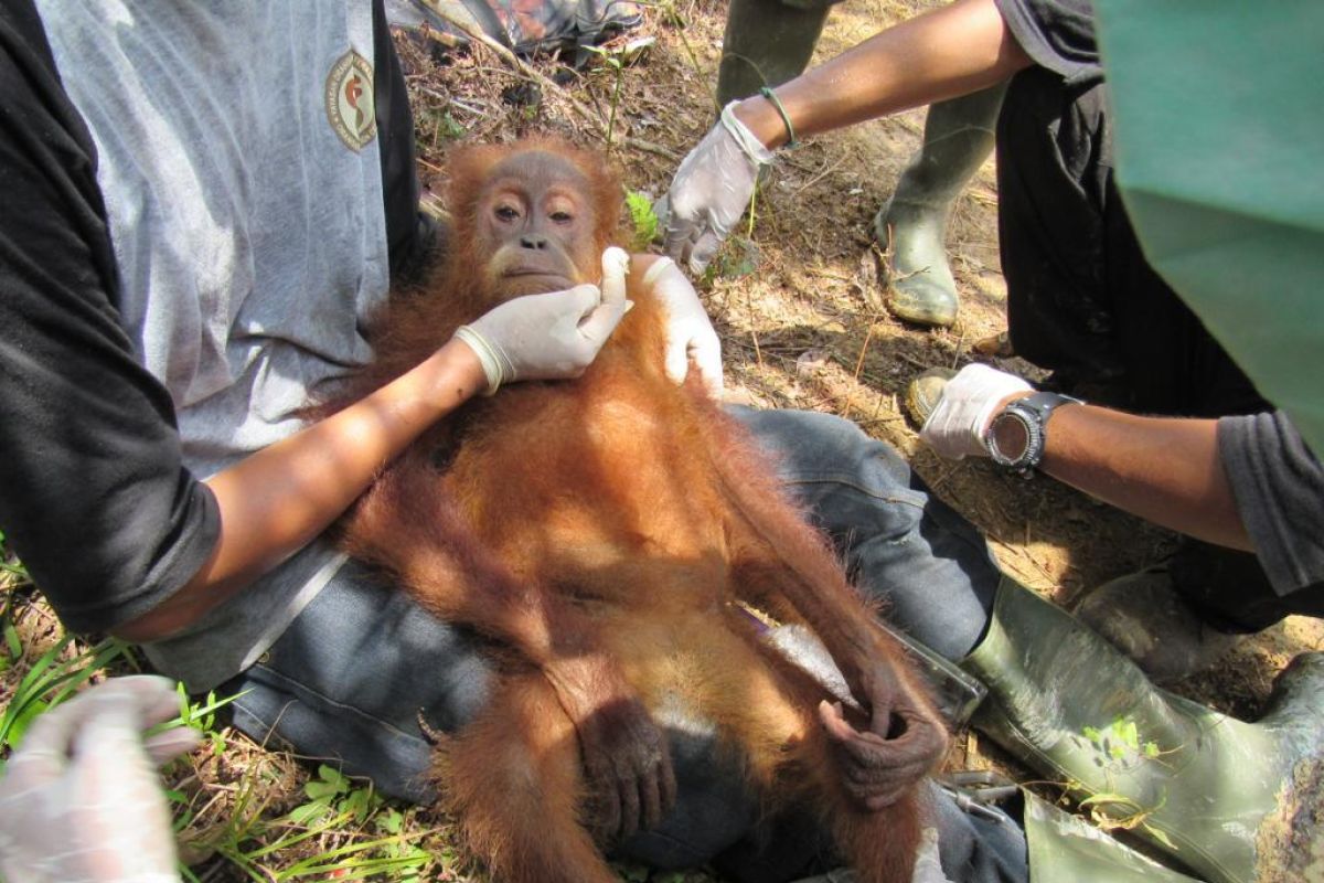 Ditemukan tak berdaya, petugas evakuasi orangutan dari perkebunan sawit