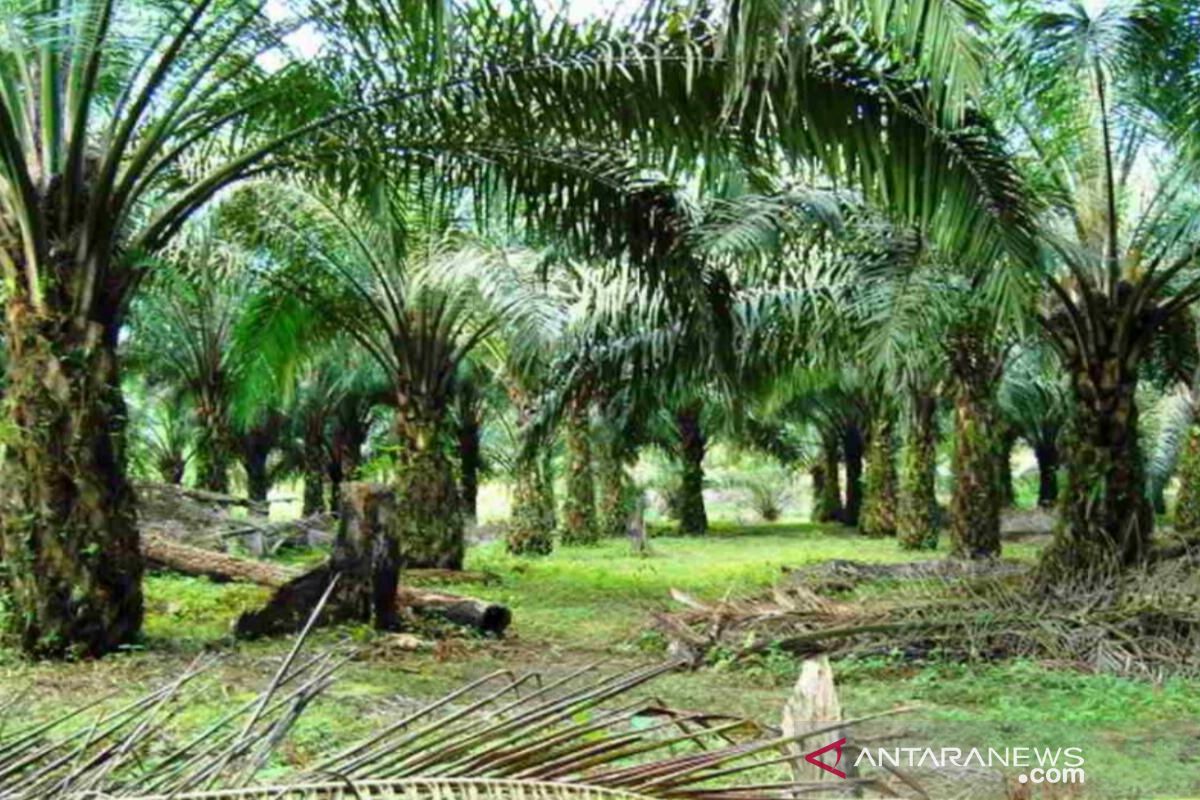 Harga Sawit di Mesuji Naik