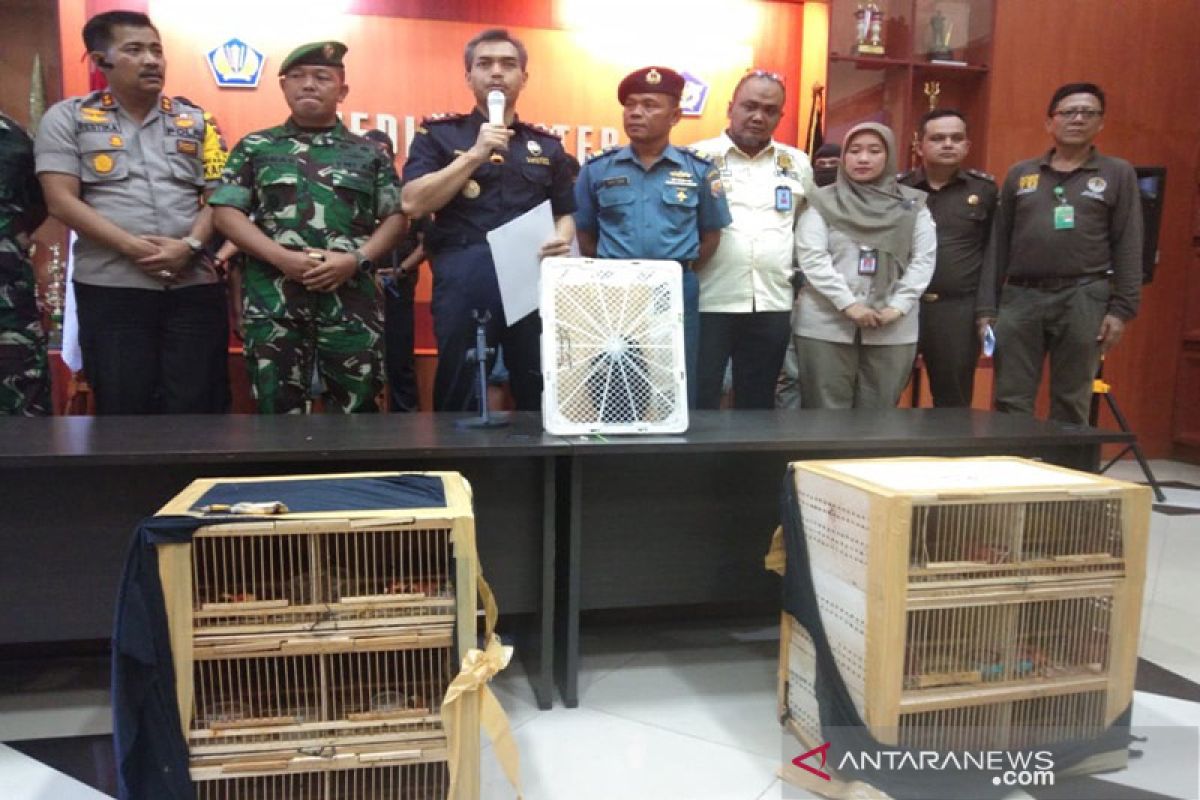 BC Dumai gagalkan penyelundupan satwa langka ke Malaysia, ada burung Cendrawasih dan Rangkong