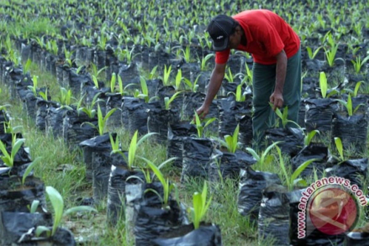 PTPN V Optimalkan peremajaan sawit dukung program energi terbarukan