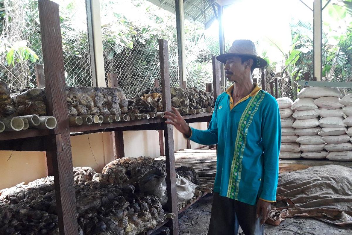 Muhammad Zaini, pendongkrak mutu karet asal Tabalong