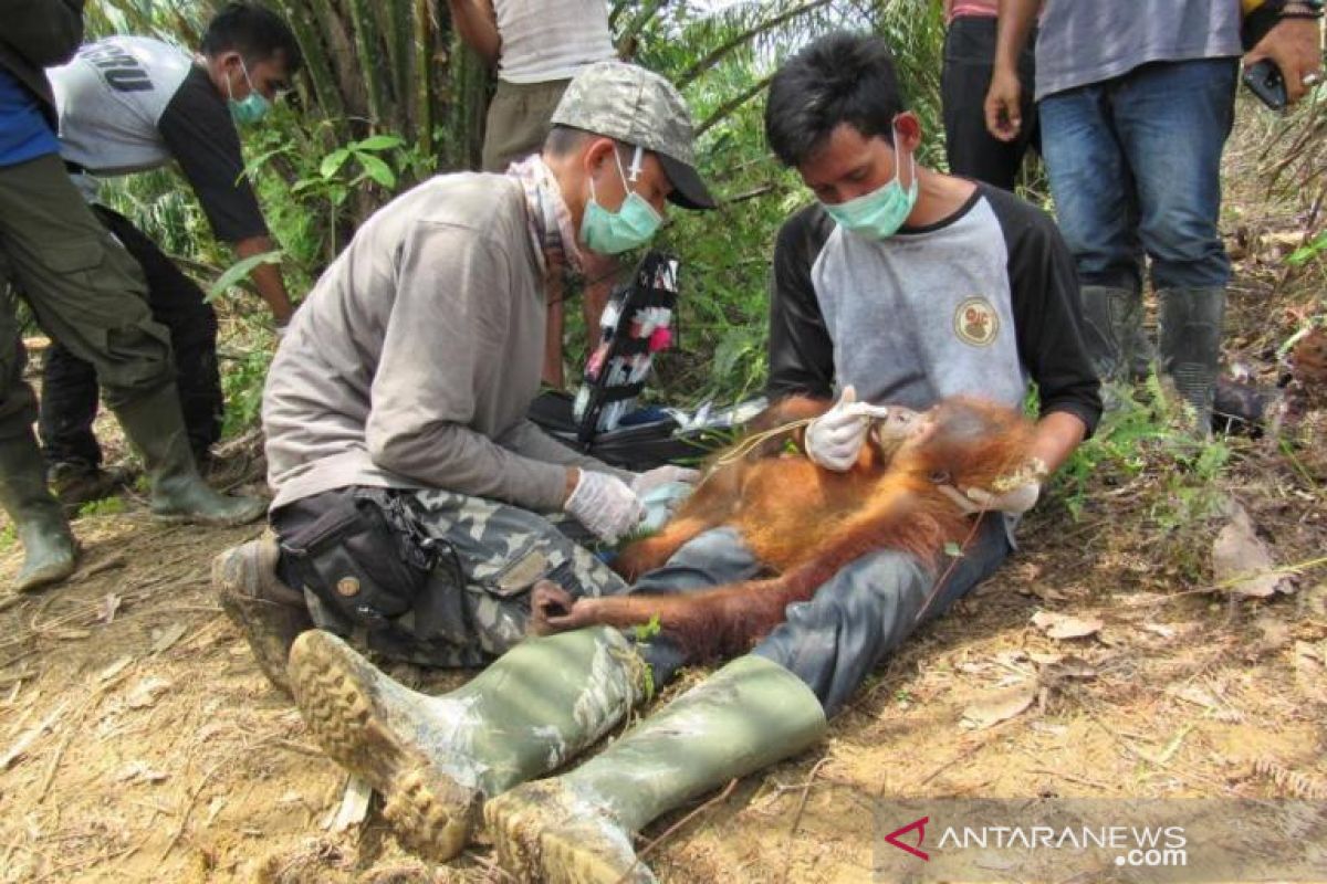 Satu orangutan diselamatkan dari perkebunan sawit