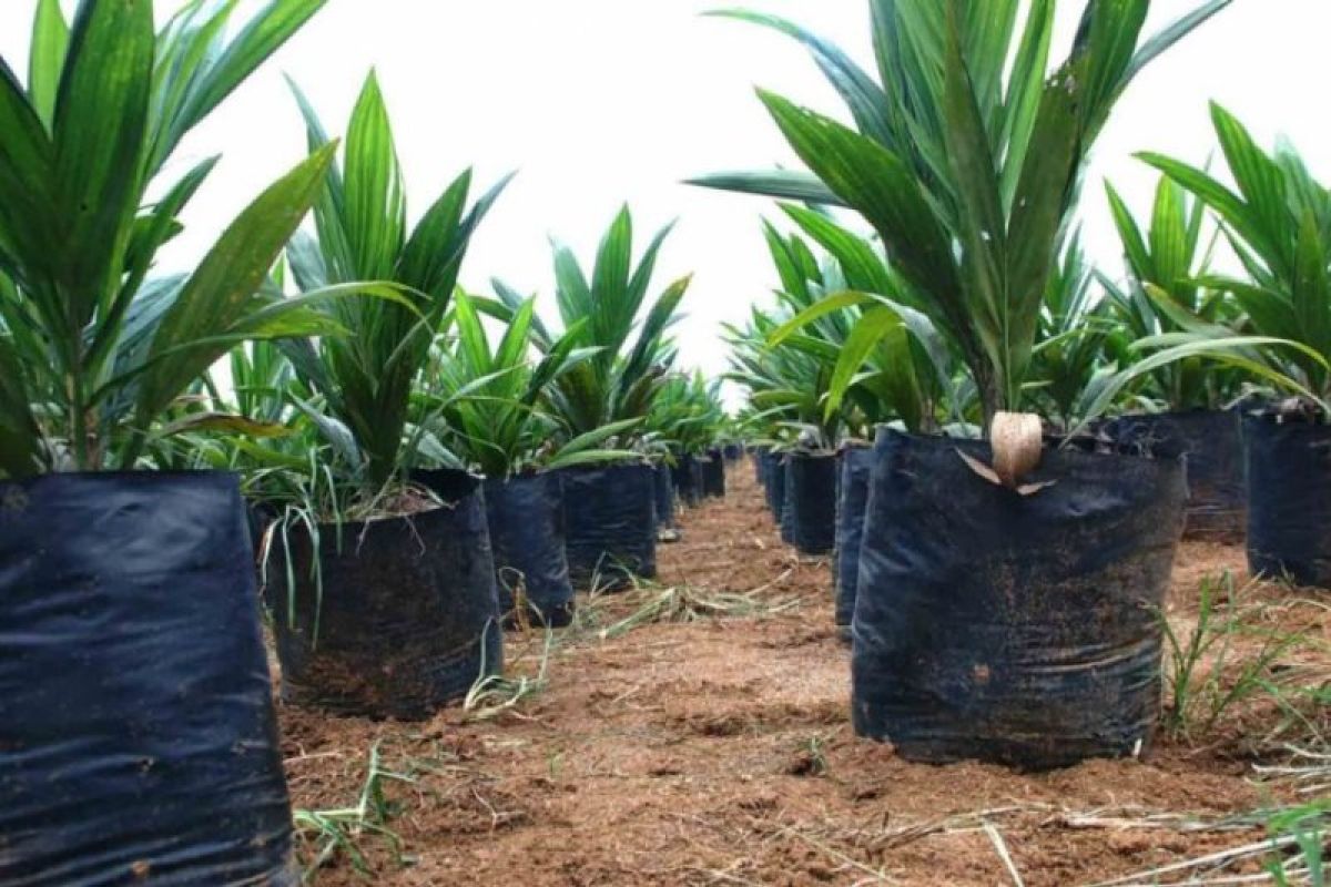 2.830 hektare kebun kelapa sawit di Agam akan diremajakan