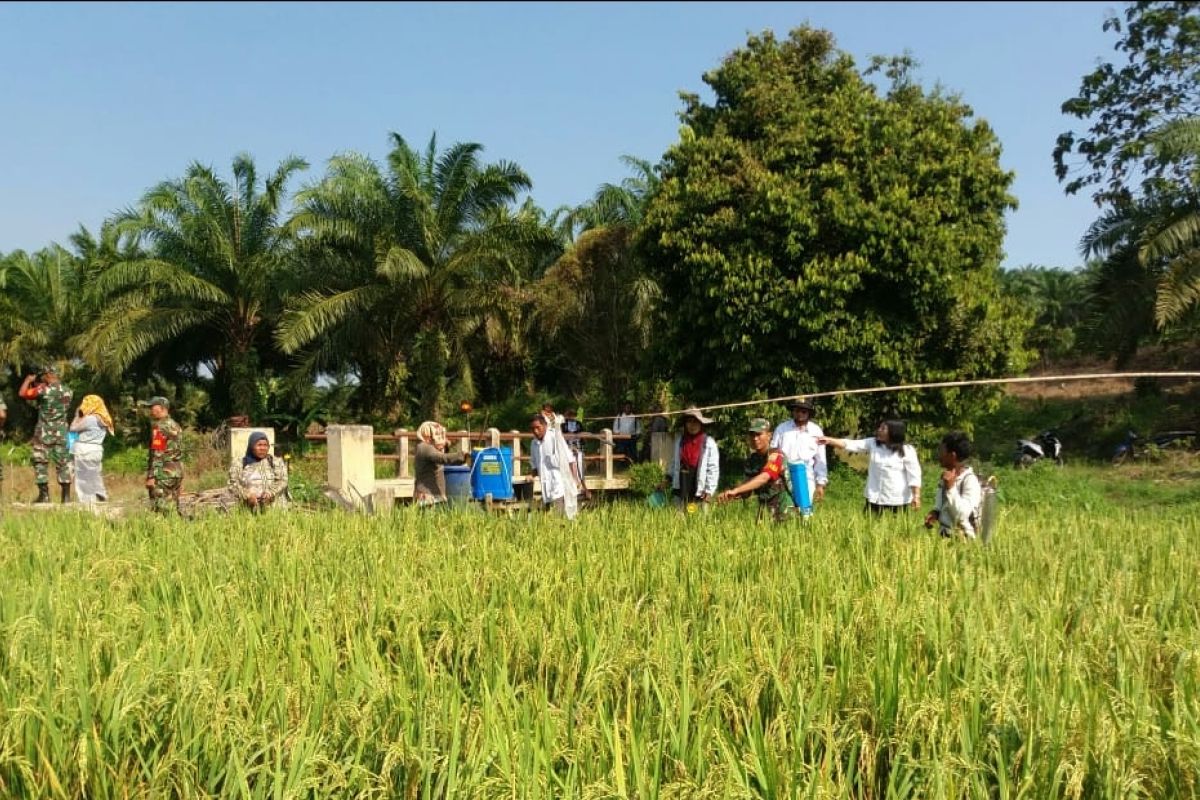 Panen padi petani di Langkat ditargetkan 87.350 hektare