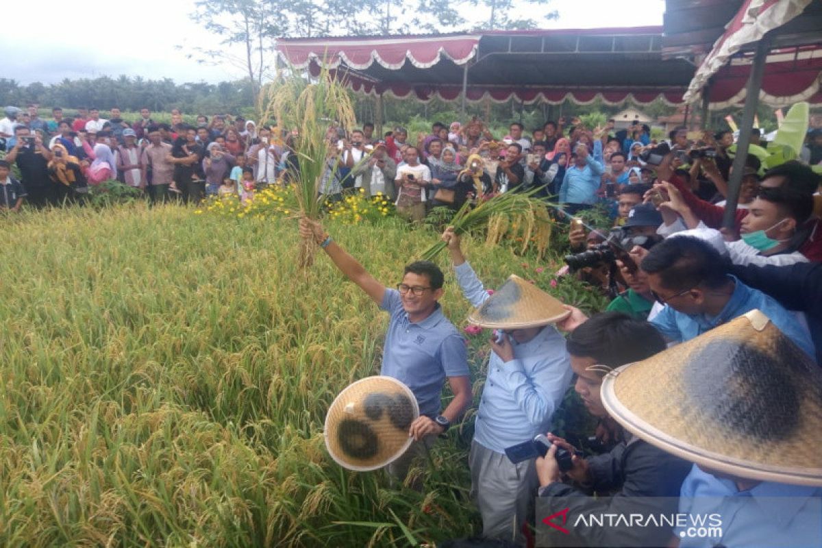 Cawapres Sandiaga Uno panen padi di Kulon Progo