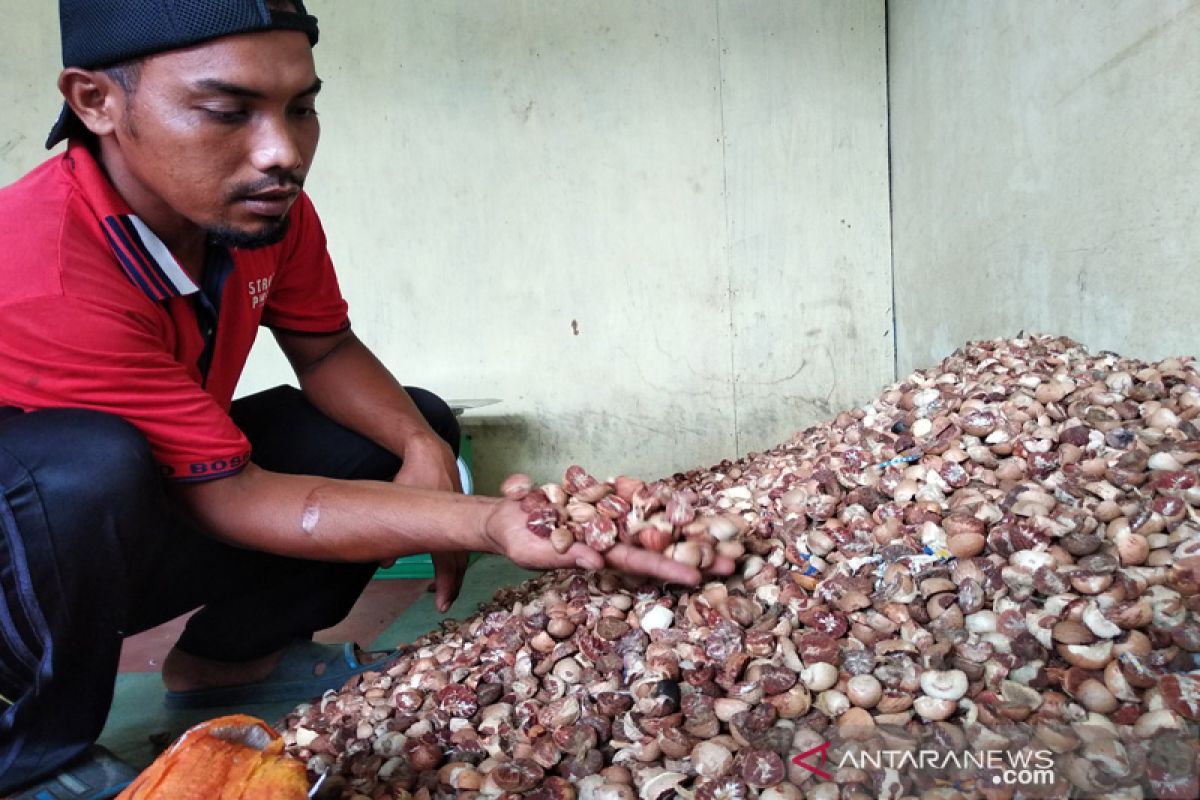 Harga pinang di Aceh Jaya anjlok