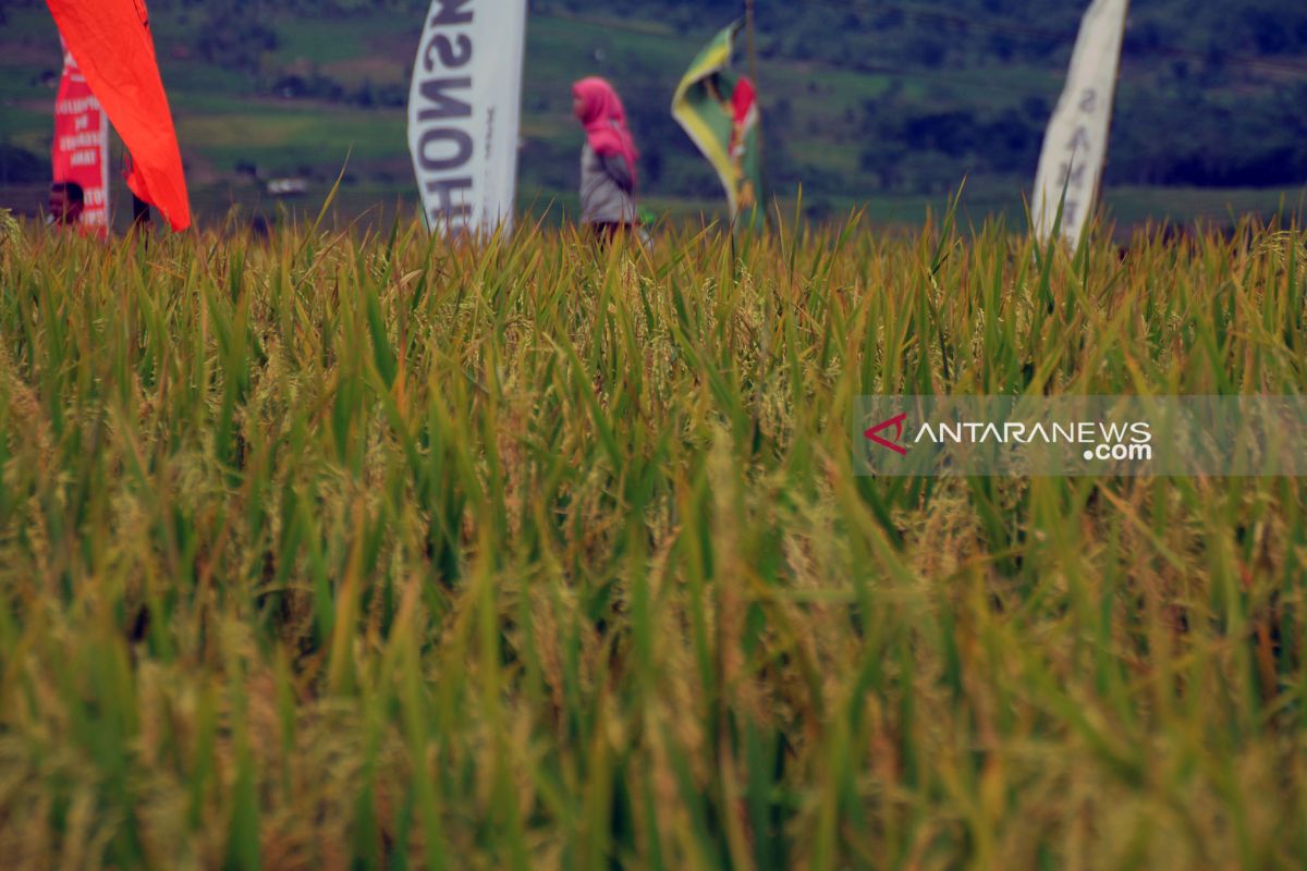 Dinas Pertanian asuransikan 40 ribu hekatre sawah