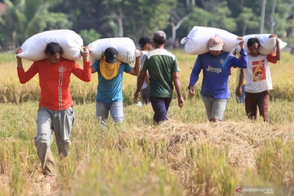 Harga gabah tingkat petani di Aceh turun 1,12 persen