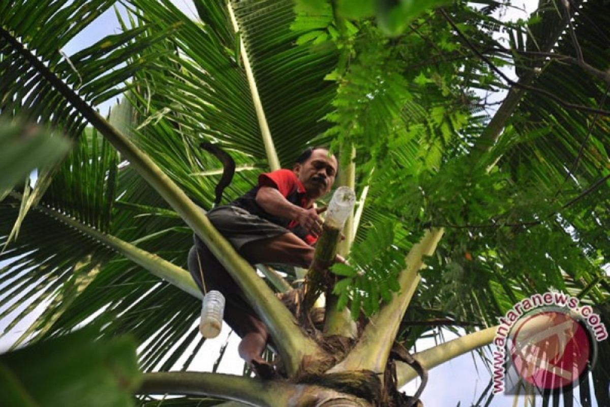 Tanaman kelapa di Sigi banyak mati dampak kemarau panjang