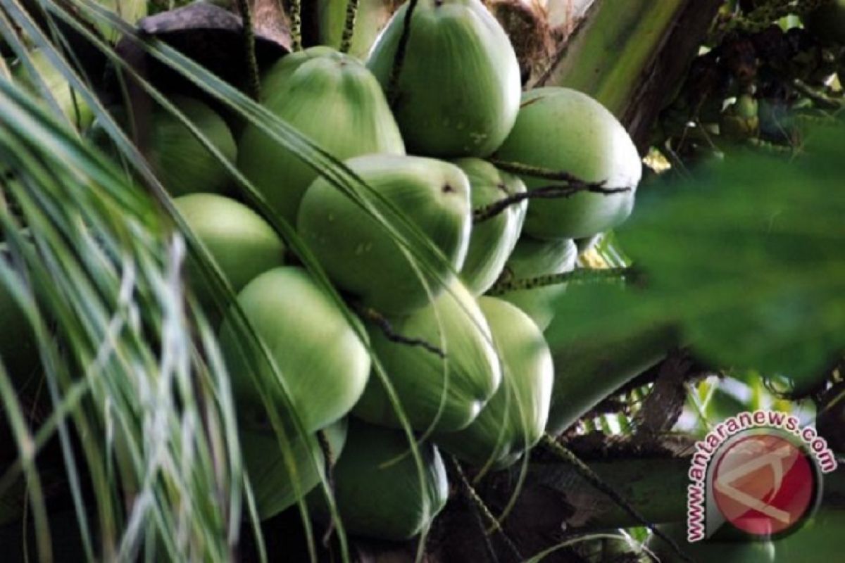 Dinas perkebunan bagikan mesin olahan di sentra tanaman kelapa