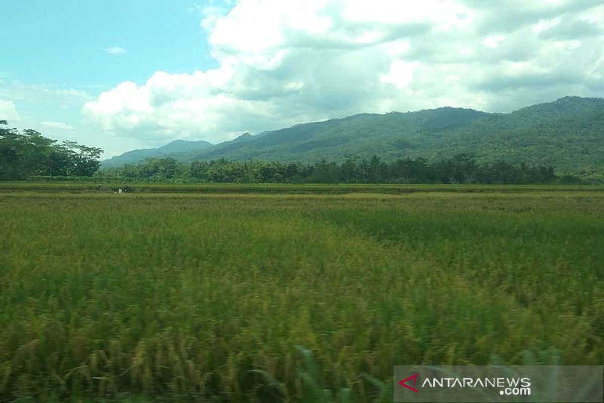 Terdampak cuaca buruk, 300 hektare tanaman padi di Banyumas terancam puso
