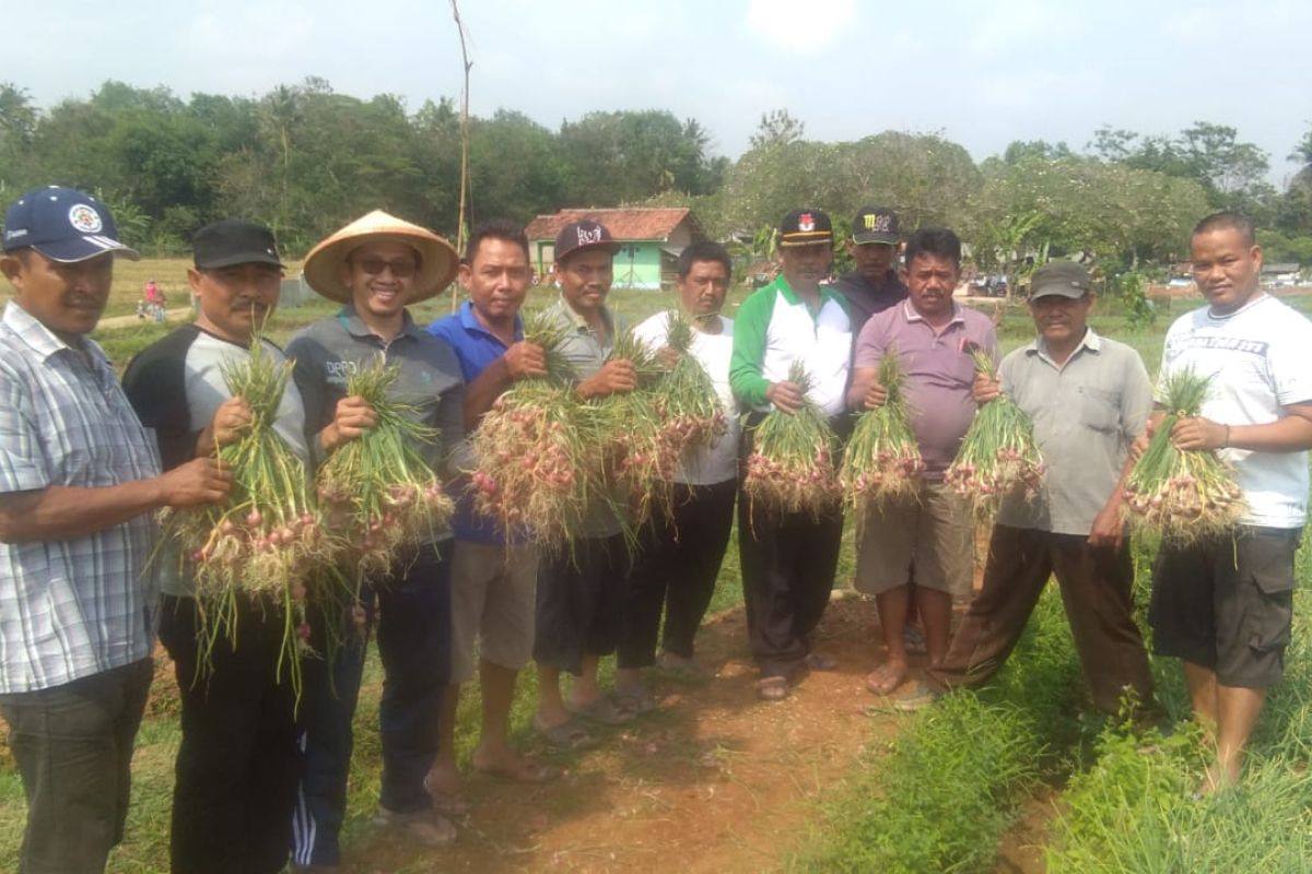 Harga Jual Bawang Merah di tingkat Petani Lampung Timur Rp12.000