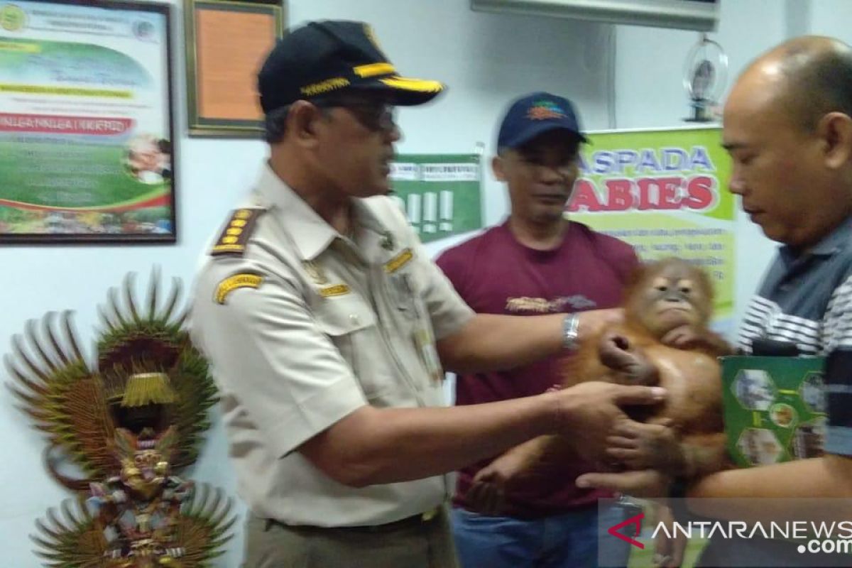 Petugas Ngurah Rai Bali gagalkan penyelundupan orang utan yang dibius ke Rusia (video)