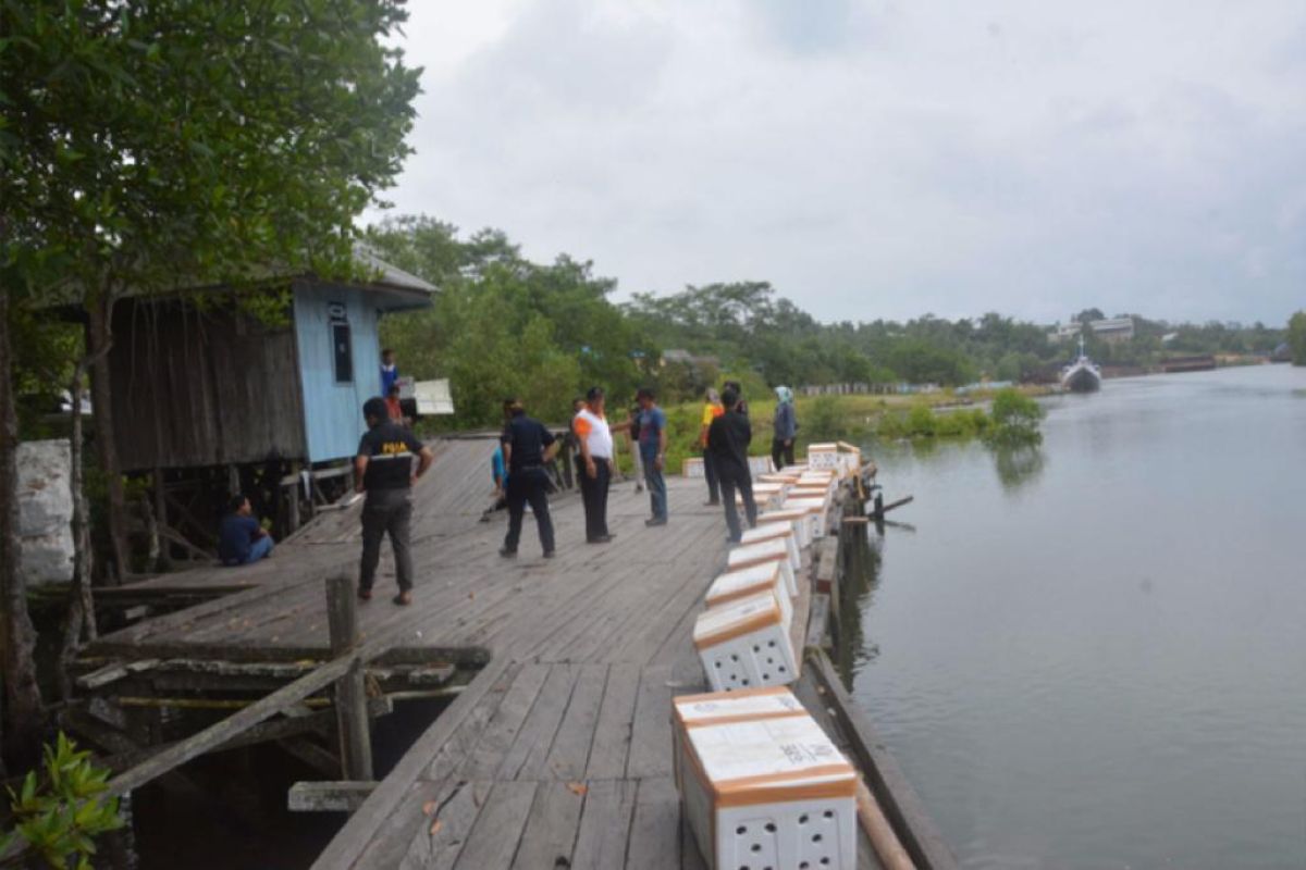 Penyelundupan kepiting bertelur di Medan dan Balikpapan digagalkan