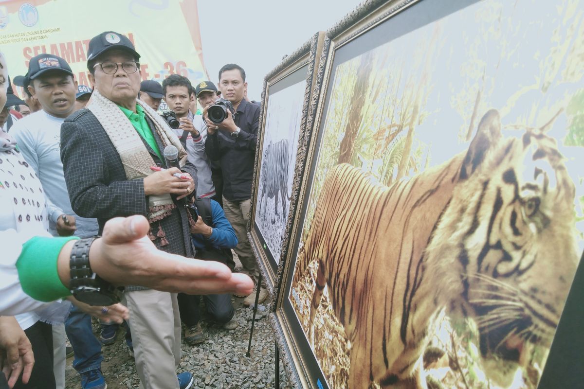 Gubernur Jambi beri nama tiga Harimau Sumatera