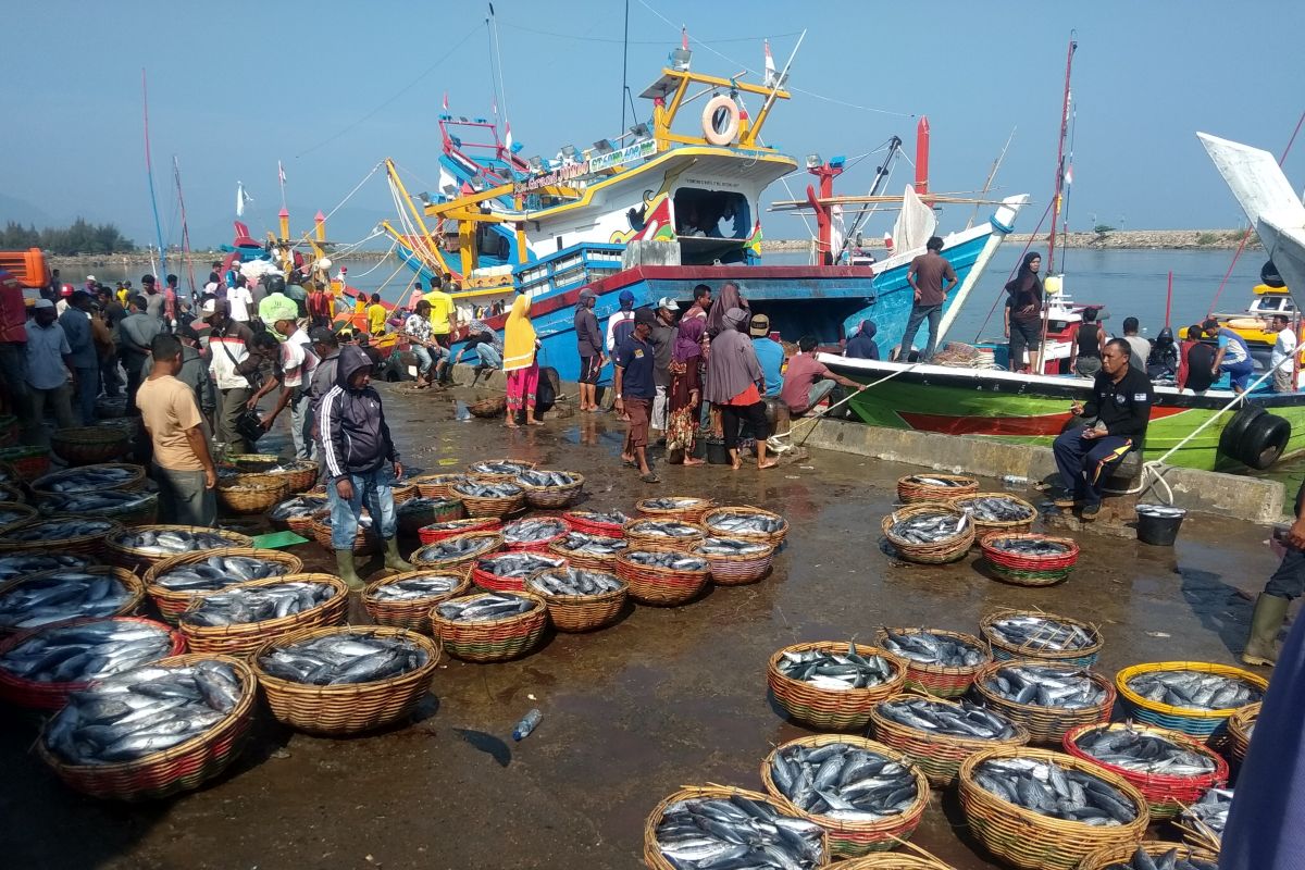 Harga ikan tongkol anjlok di Aceh