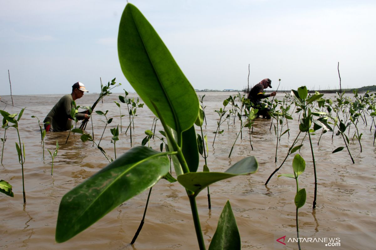 1000 pohon mangrove ditanam istri TNI-AL di Makassar