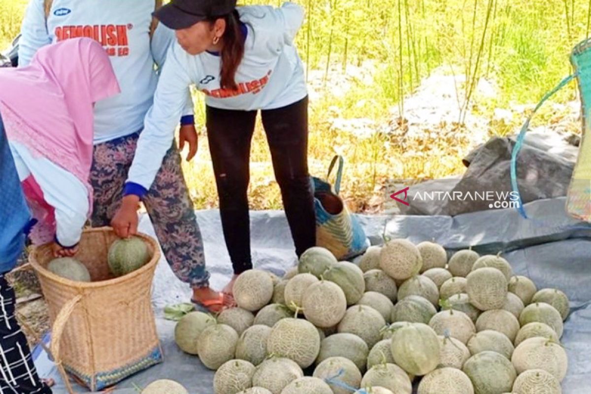 Petani Desa Trinsing panen buah Melon