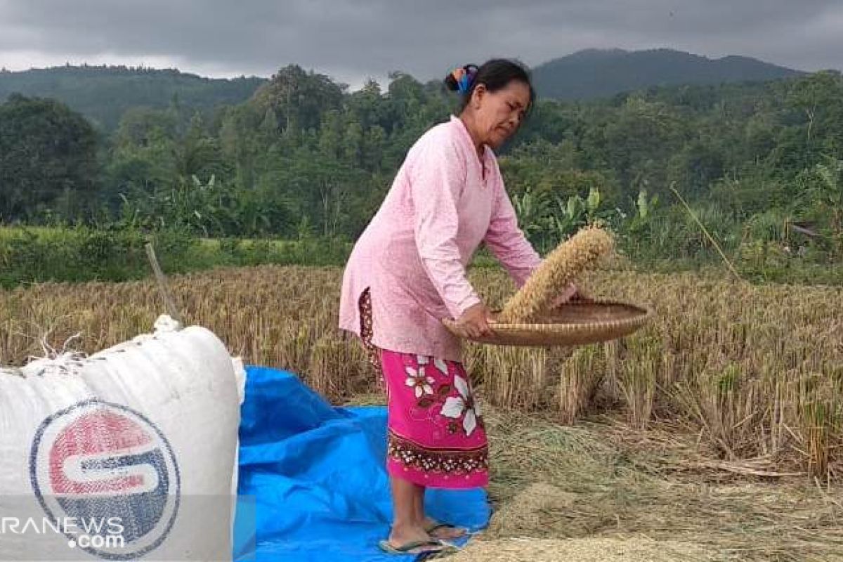 Surplus beras di Sukabumi rata-rata 350 ribu ton per tahun