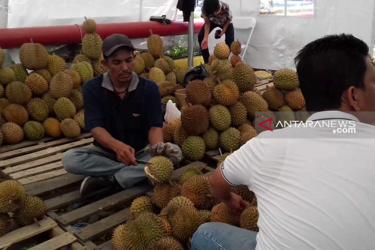 Vidio - Rp50 ribu, makan durian sepuasnya di Pekanbaru