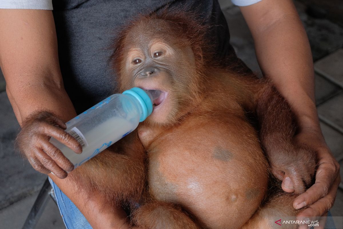 YOSL-OIC seizes and rescues 10 orangutans during January-March period