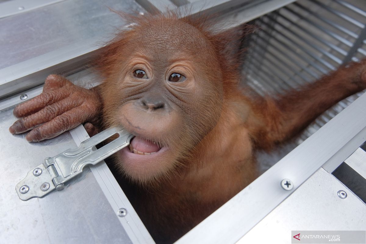 Protecting Orangutans in natural habitat deemed crucial