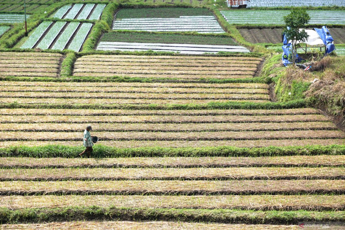 Petani Sembalun minta pemerintah perhatikan kualitas bibit bawang putih